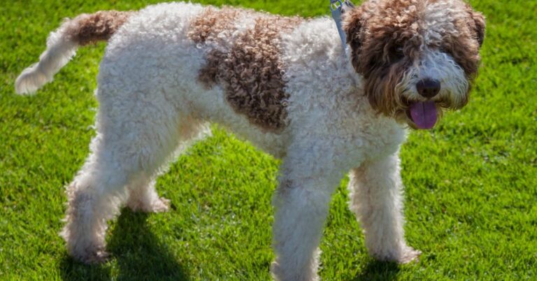 Spanish Water Dog: The Energetic, Loyal, and Versatile Working Companion