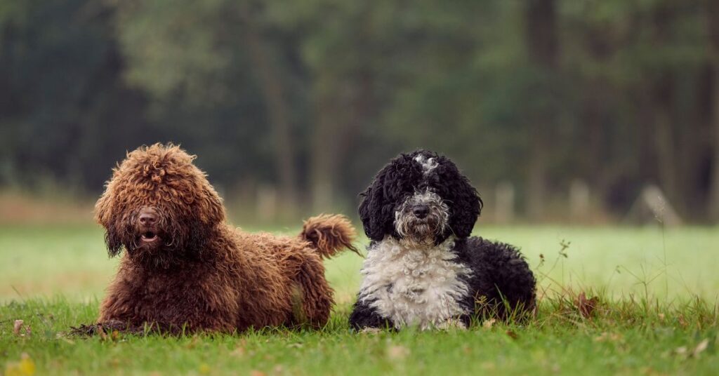 2 Spanish Water Dogs
