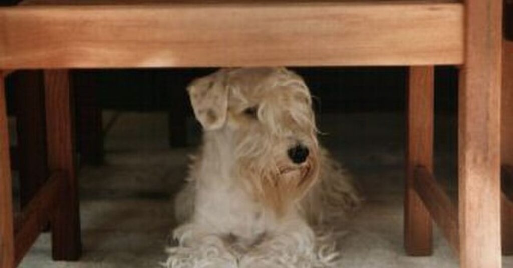 Sealyham Terrier