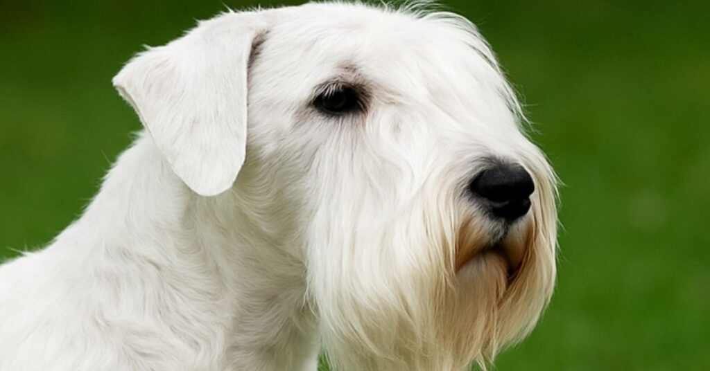 Sealyham Terrier