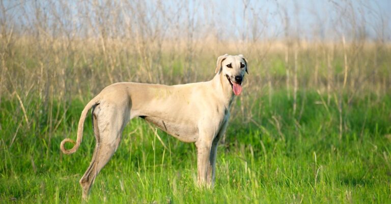 Sloughi: The Noble, Graceful, and Loyal North African Sighthound