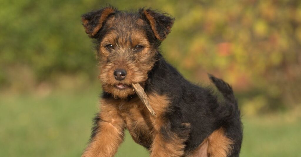 Welsh Terrier Puppy