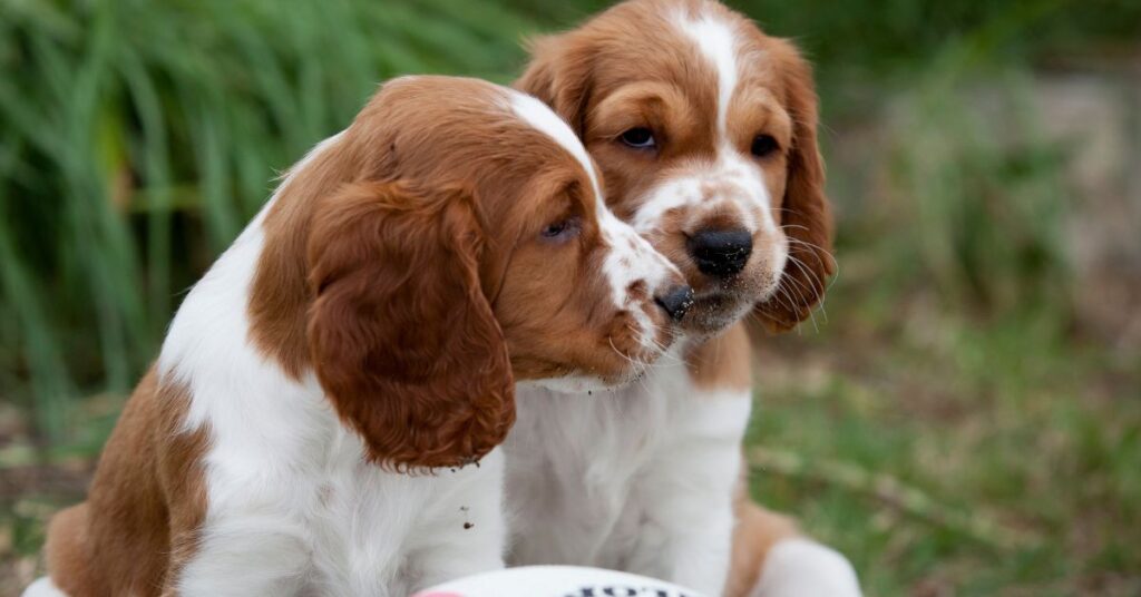 Welsh Springer Spaniel Puppies