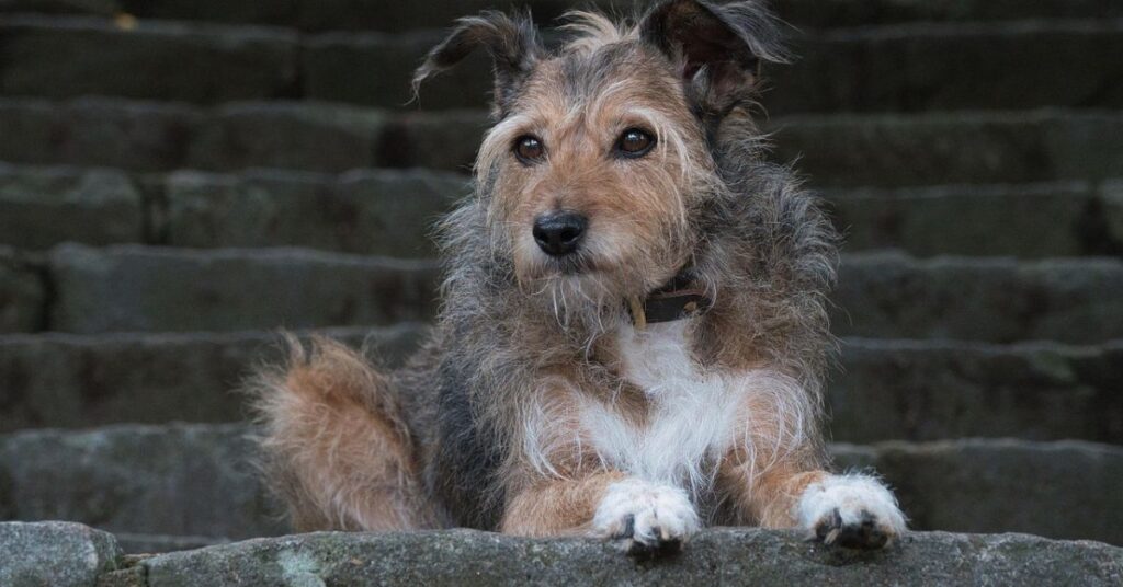 Portuguese Podengo Medio