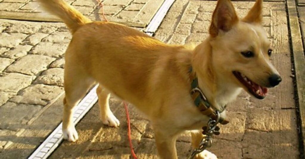 Portuguese Podengo pequeno