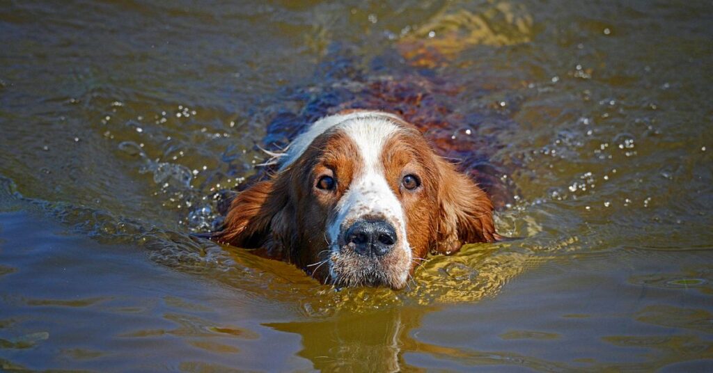 Welsh Springer Spaniel