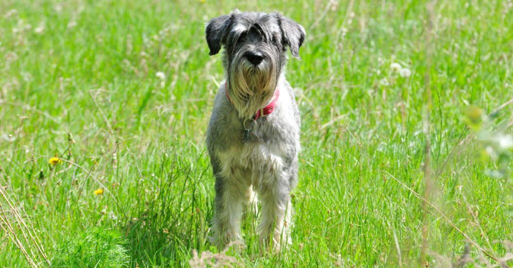 Standard Schnauzer