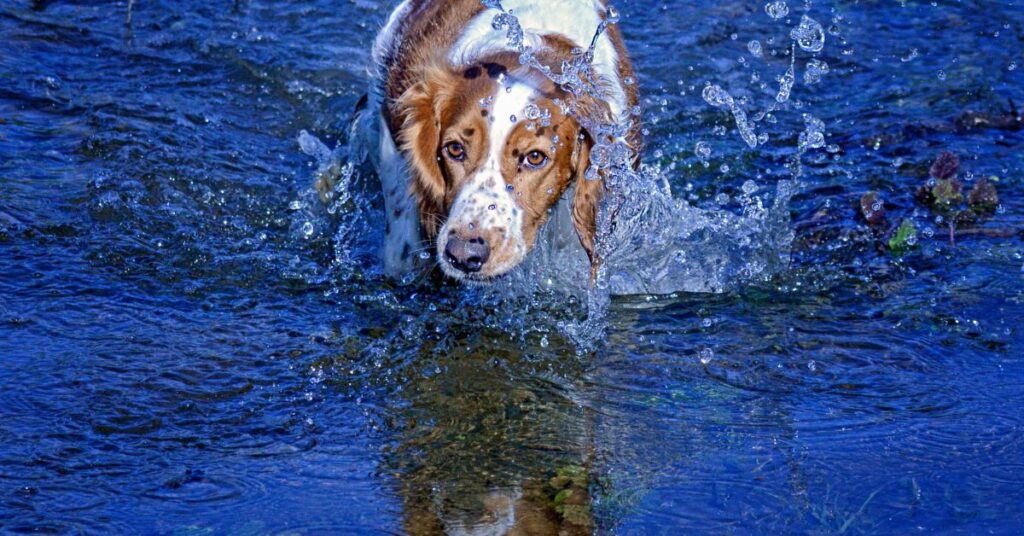 Welsh Springer Spaniel