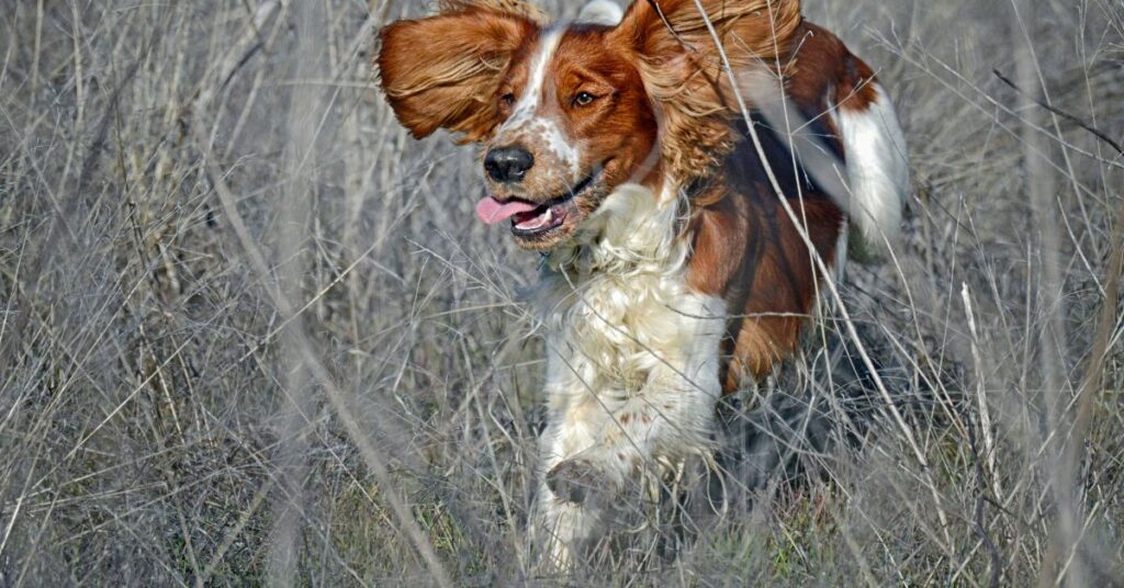 Welsh Springer Spaniel