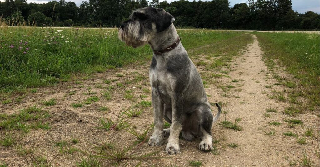 Standard Schnauzer