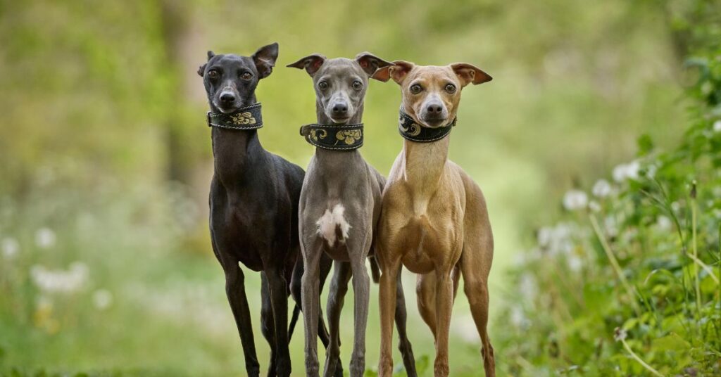 3 Whippets