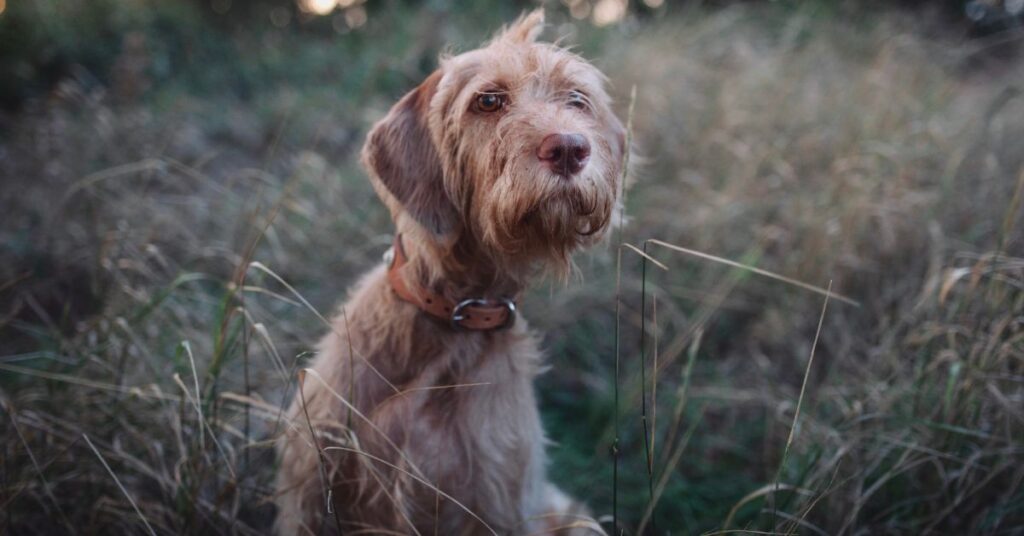 Wirehaired Vizsla