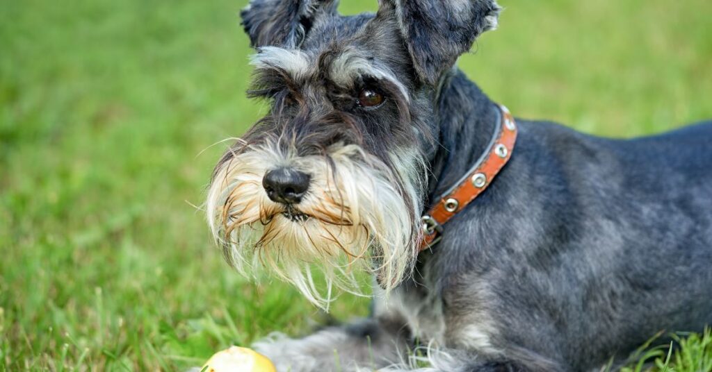 Standard Schnauzer