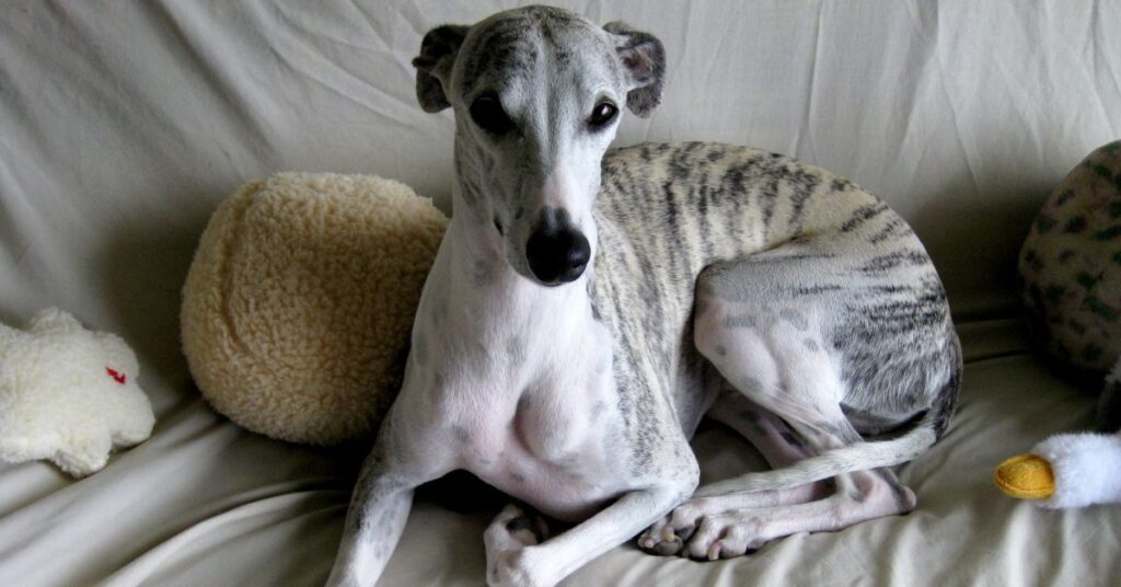 Whippet