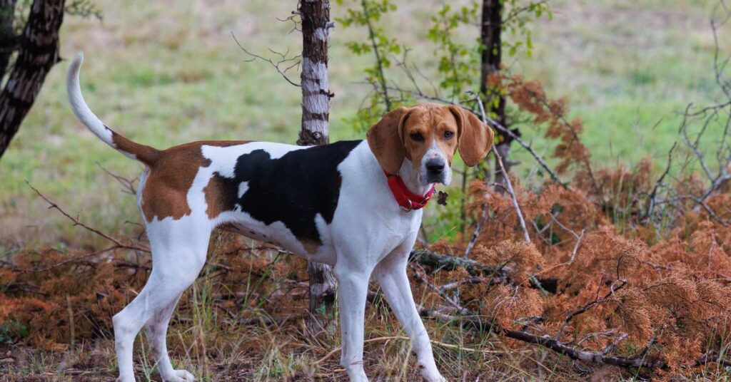 Treeing Walker Coonhound