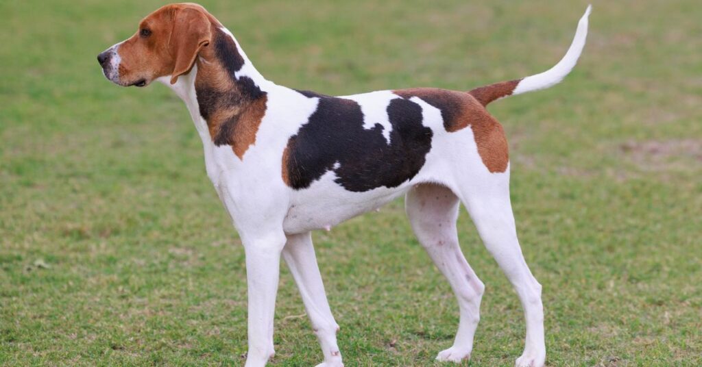 Treeing Walker Coonhound