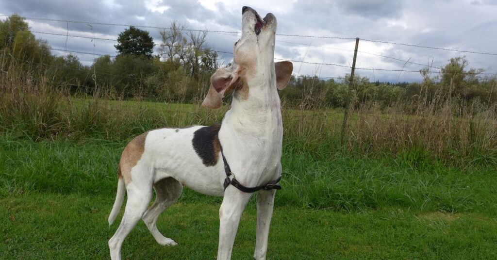 Treeing Walker Coonhound