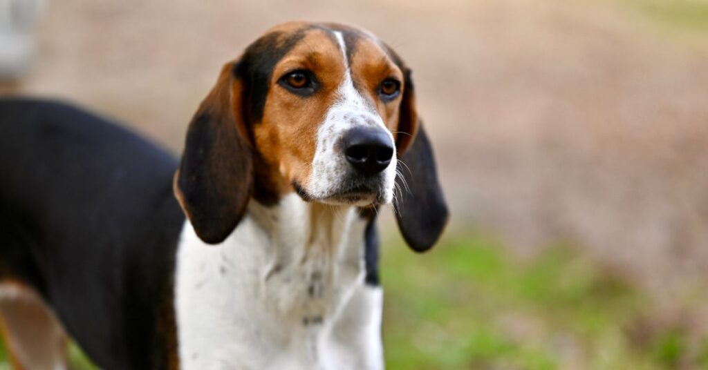 Treeing Walker Coonhound