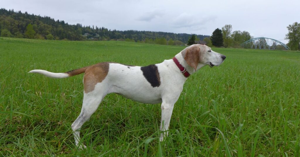 Treeing Walker Coonhound