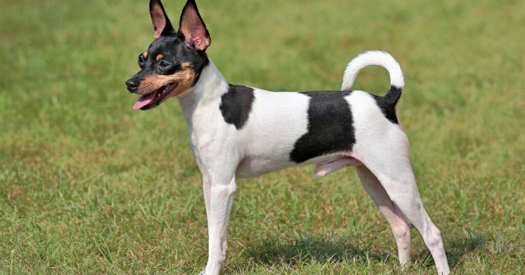 Toy Fox Terrier