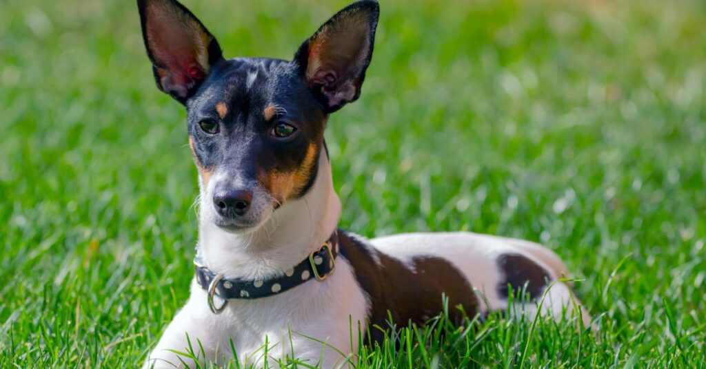 Toy Fox Terrier