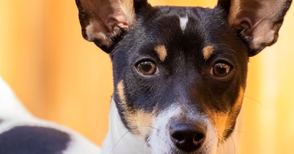 Toy Fox Terrier