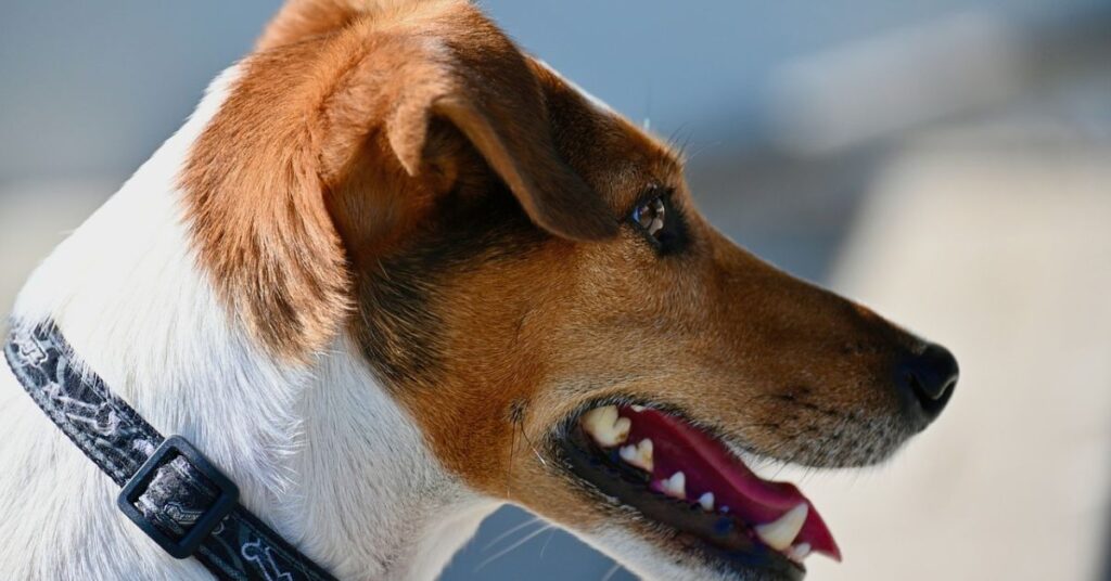 Toy Fox Terrier