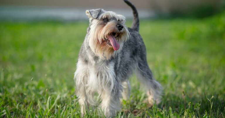 Schnauzers: The Intelligent, Spirited Working Dog with a Big Heart