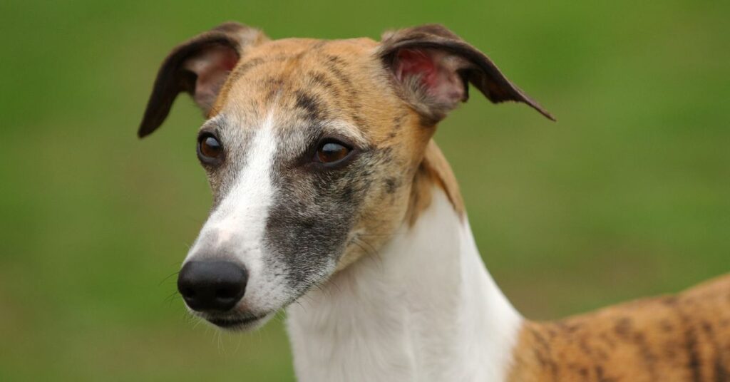 Whippet