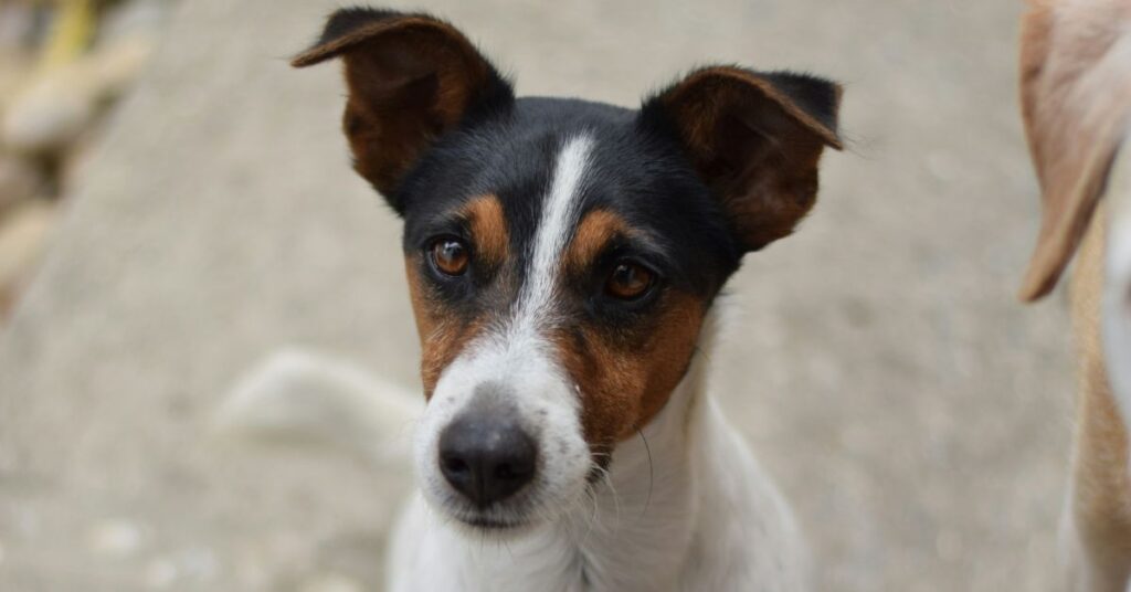 Toy Fox Terrier