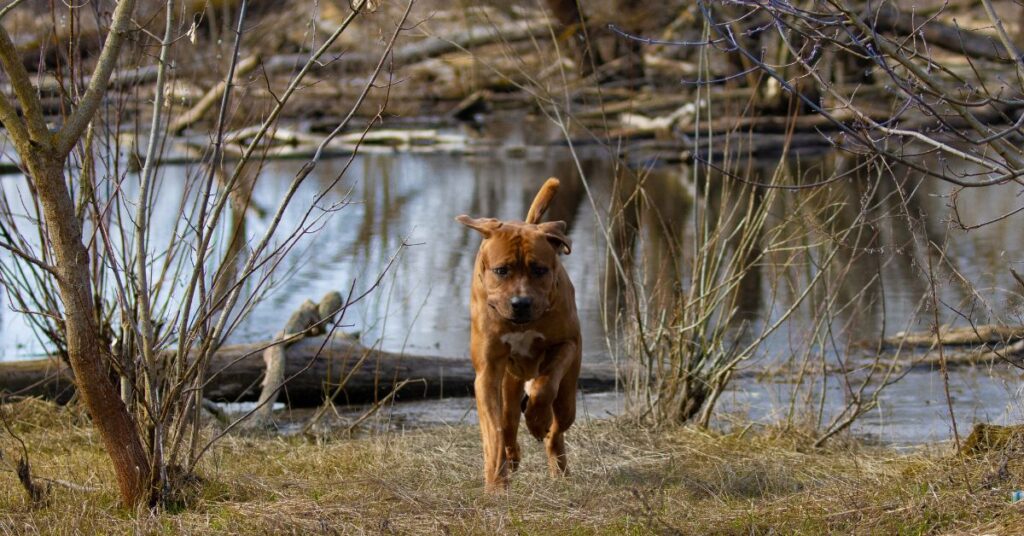 Tosa Inu