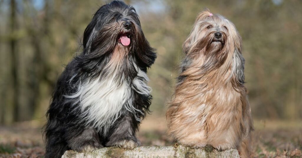 Tibetan Terrier