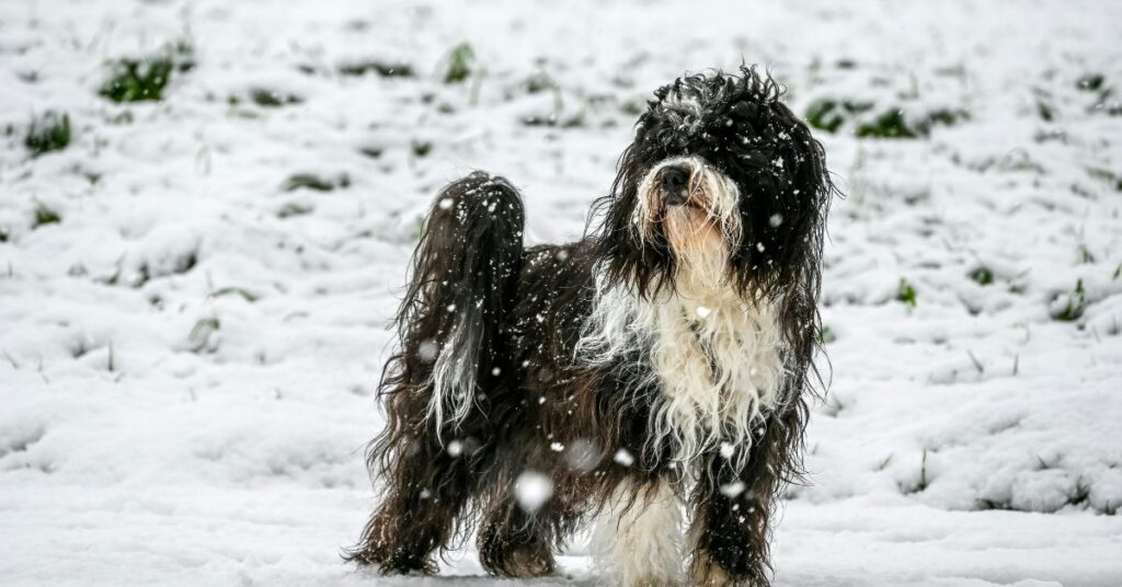 Tibetan Terrier