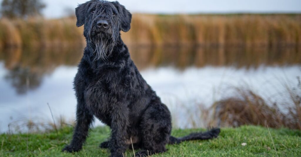 Black Standard Schnauzer