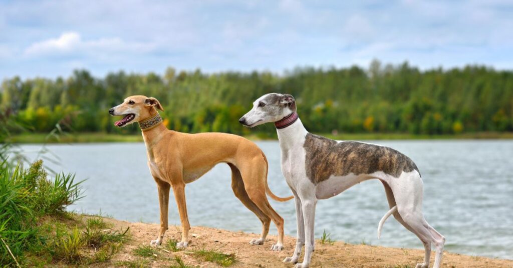 2 Whippets