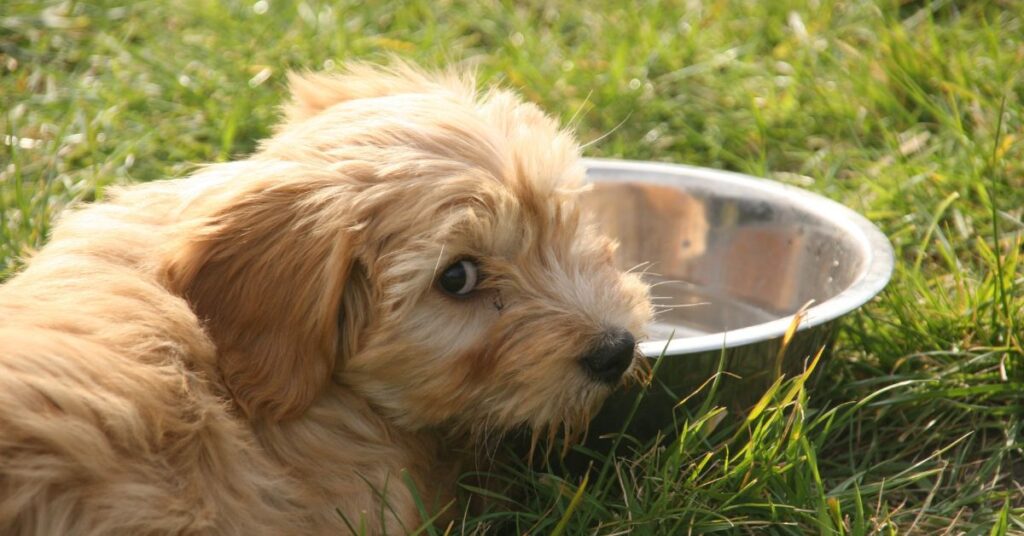 Tibetan Terrier Puppy
