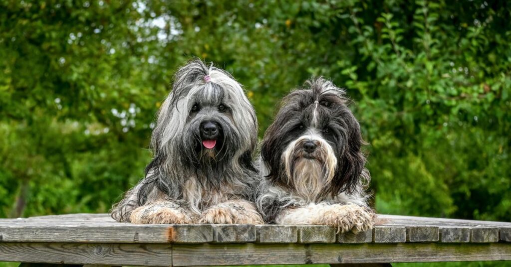 Tibetan Terrier