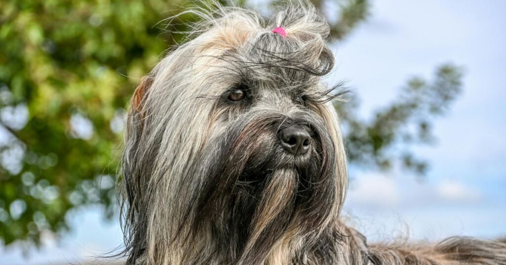 Tibetan Terrier