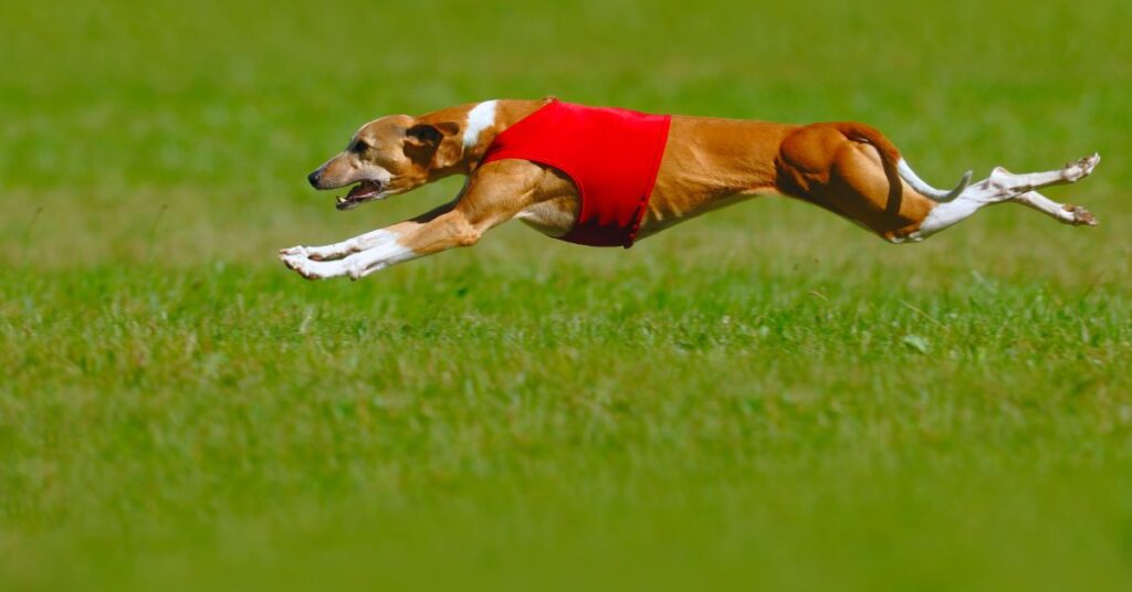 Whippet running