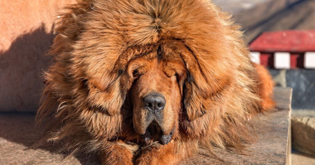 Tibetan Mastiff