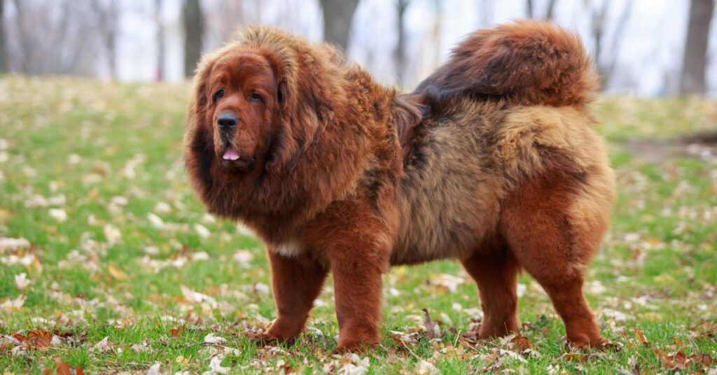 Tibetan Mastiff