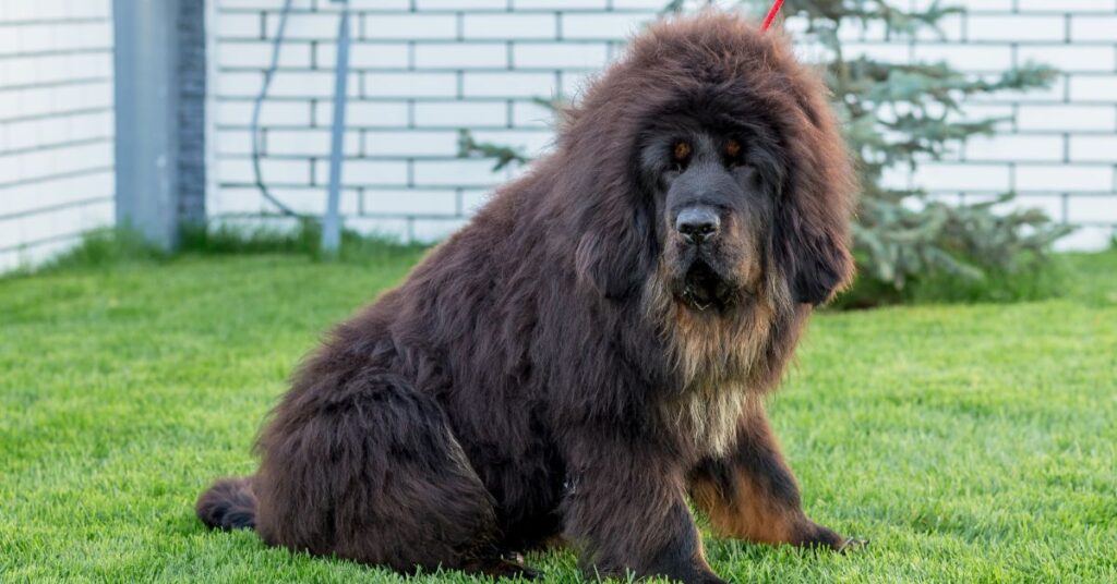 Tibetan Mastiff