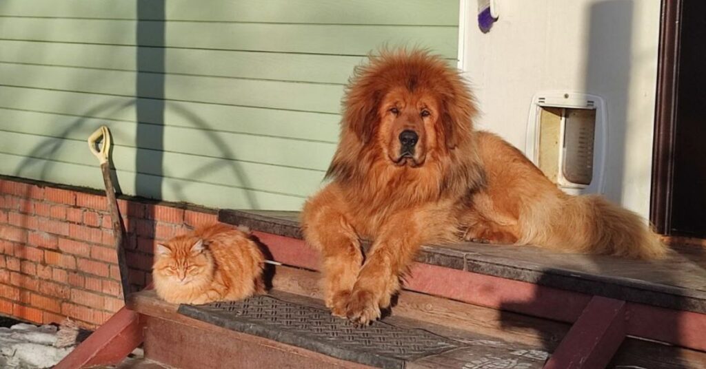 Tibetan Mastiff