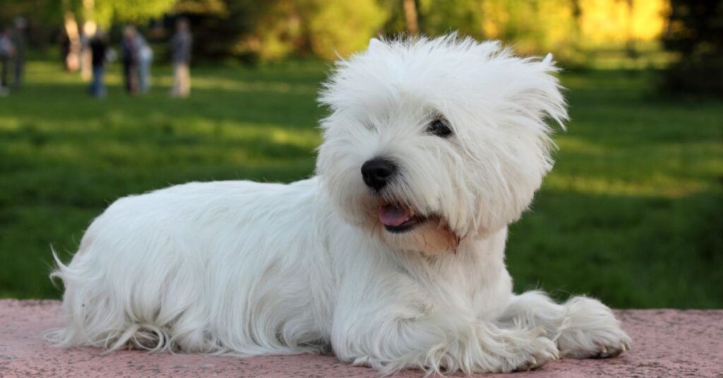 West Highland White Terrier