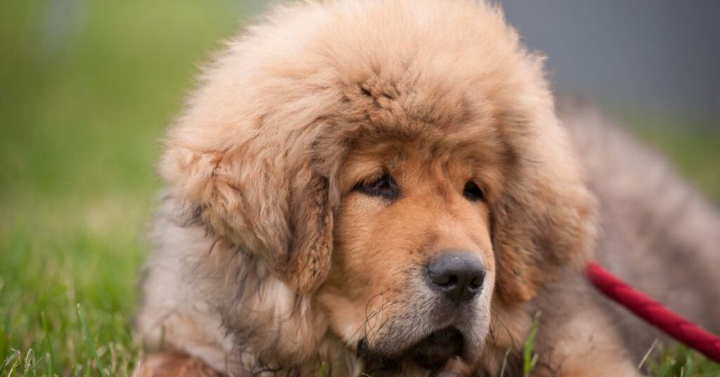 Tibetan Mastiff Puppy