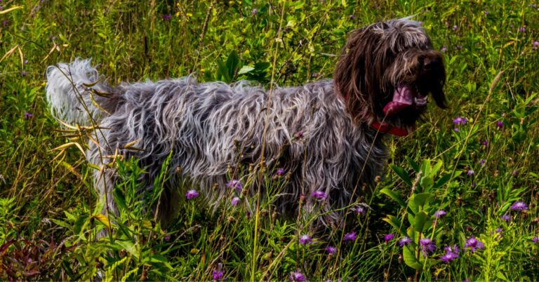 Wirehaired Pointing Griffon: The Ultimate All-Terrain Hunting Companion