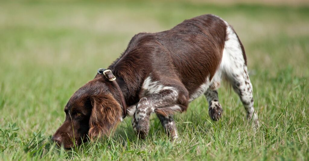 Small Munsterlander