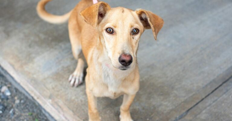 Mixed Breed – Heinz 57: The Lovable Mystery