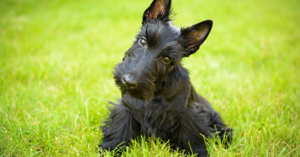 Scottish Terrier