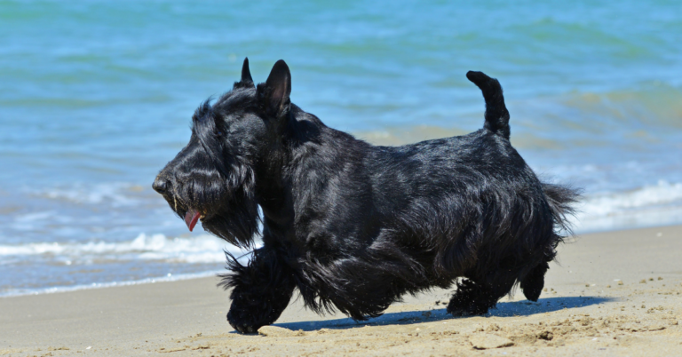 Scottish Terrier: The Bold, Loyal, and Distinguished Little Companion